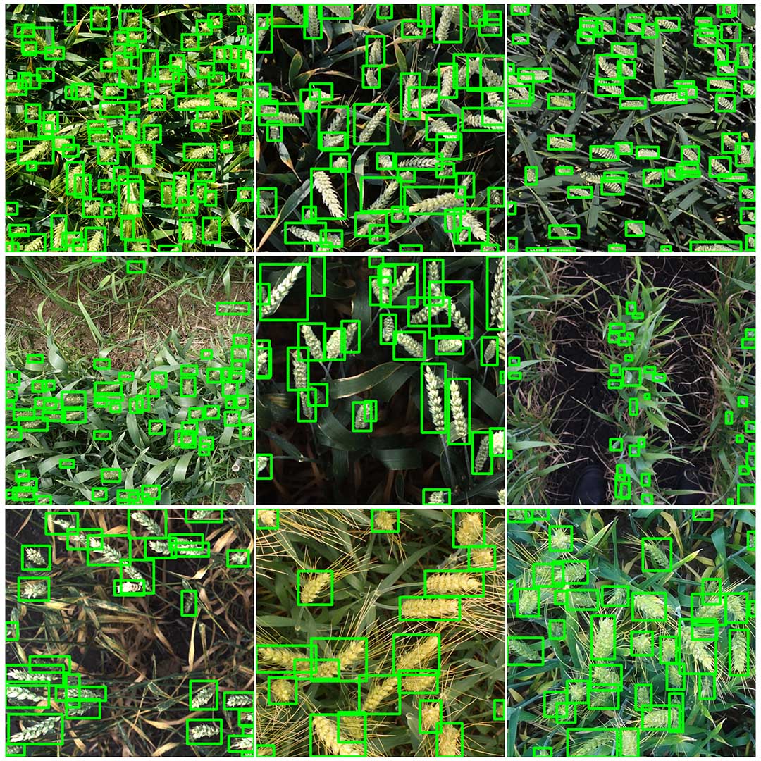 Sample images from the Global Wheat Head Detection Challenge, with the wheat heads highlighted with green boxes. (Image: Etienne David)