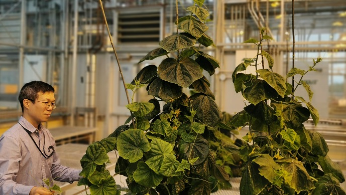Dr. Brian Ham (PhD) working with plants at GIFS labs (Credit: Olufunke Okochi)