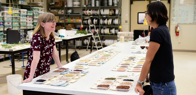 USask plant researcher Kirstin Bett (left) discusses beans and pulses with Crystal Chan, former project manager. (Photo: Debra Marshall Photography)